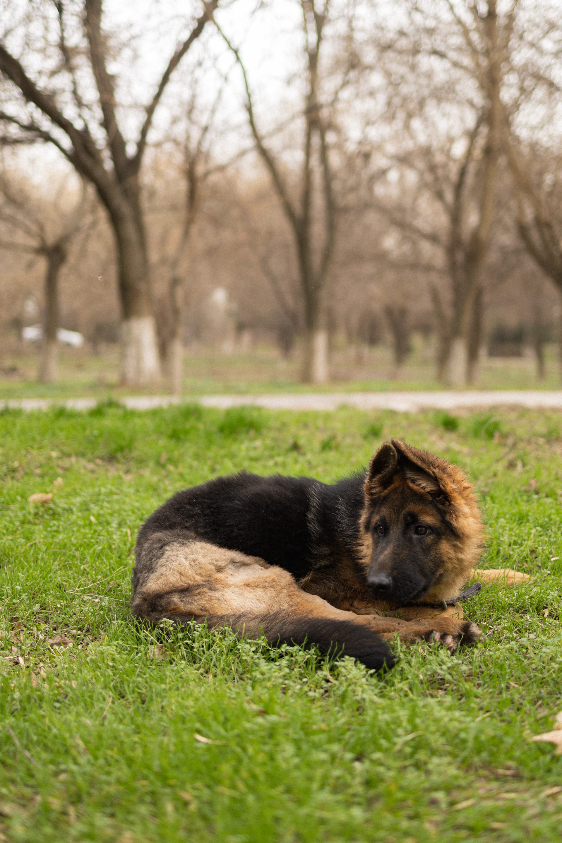 Pet Joy — 12