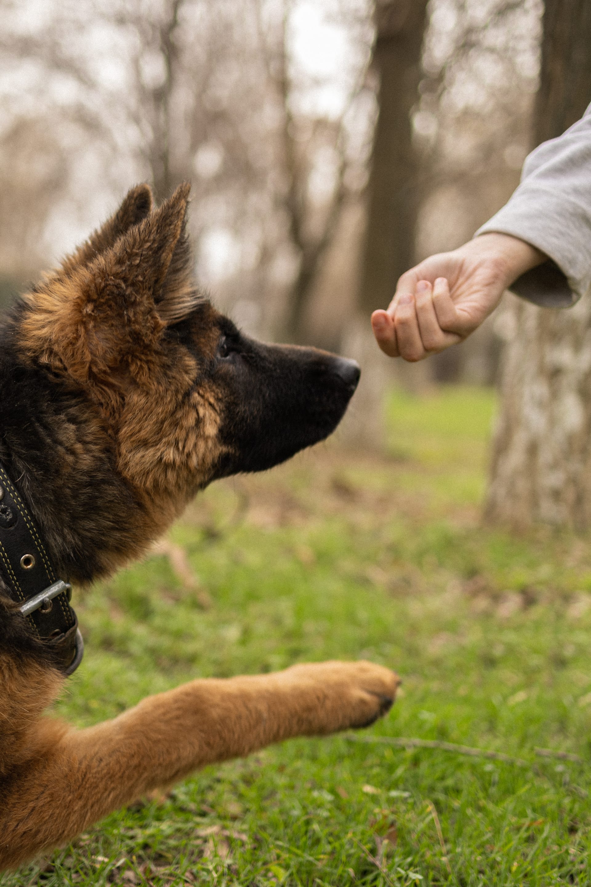 Pet Joy — 13