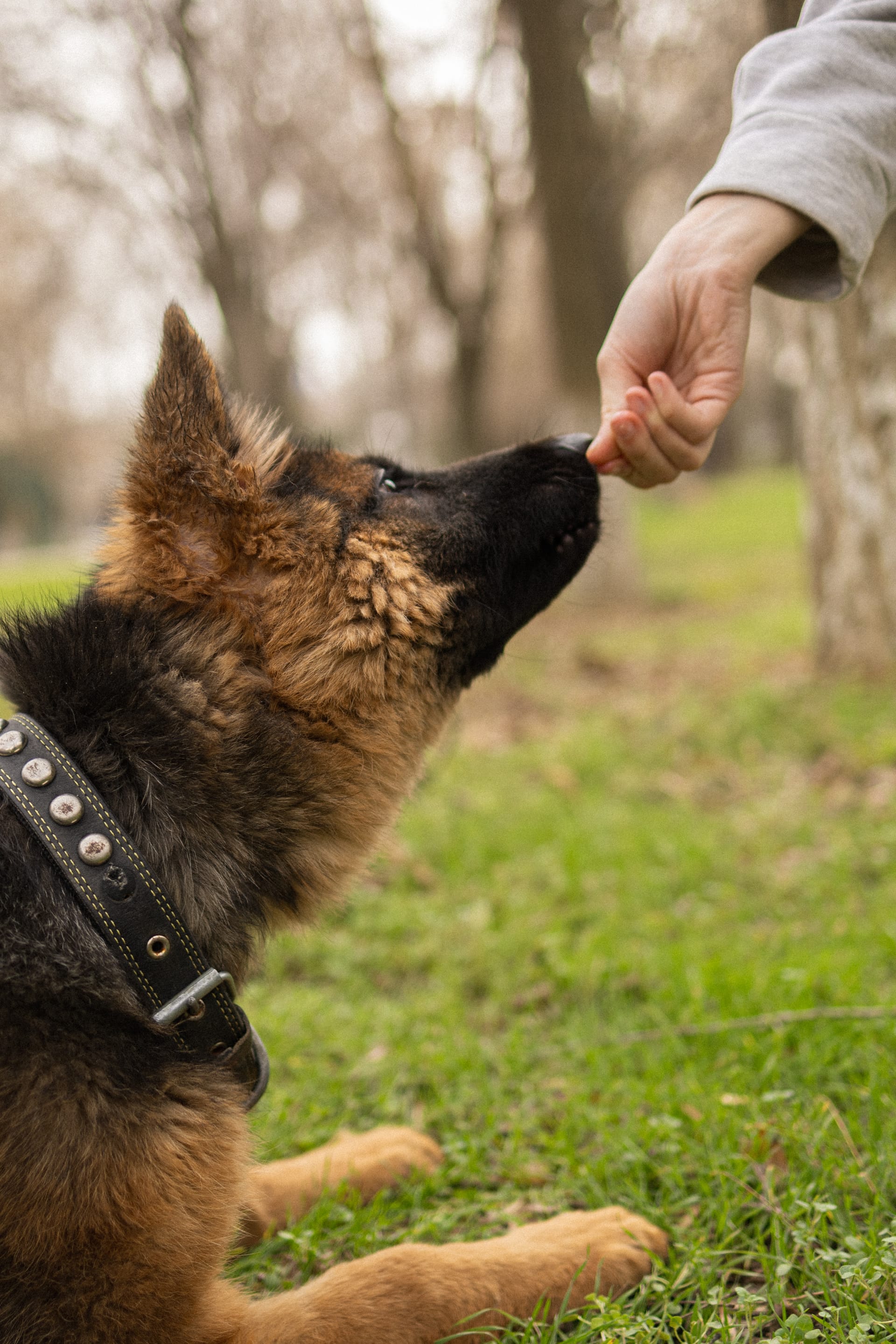 Pet Joy — 14