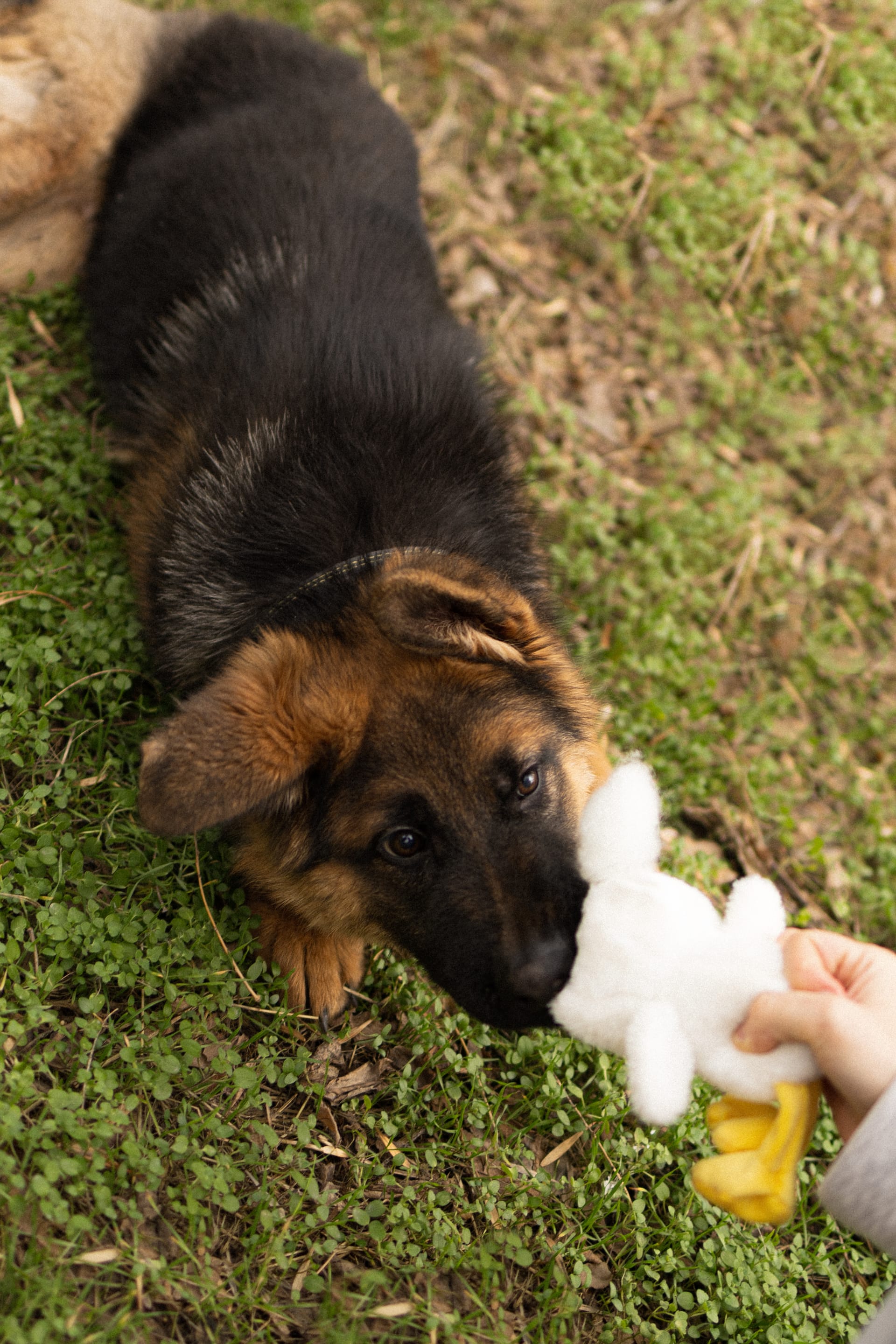 Pet Joy — 18
