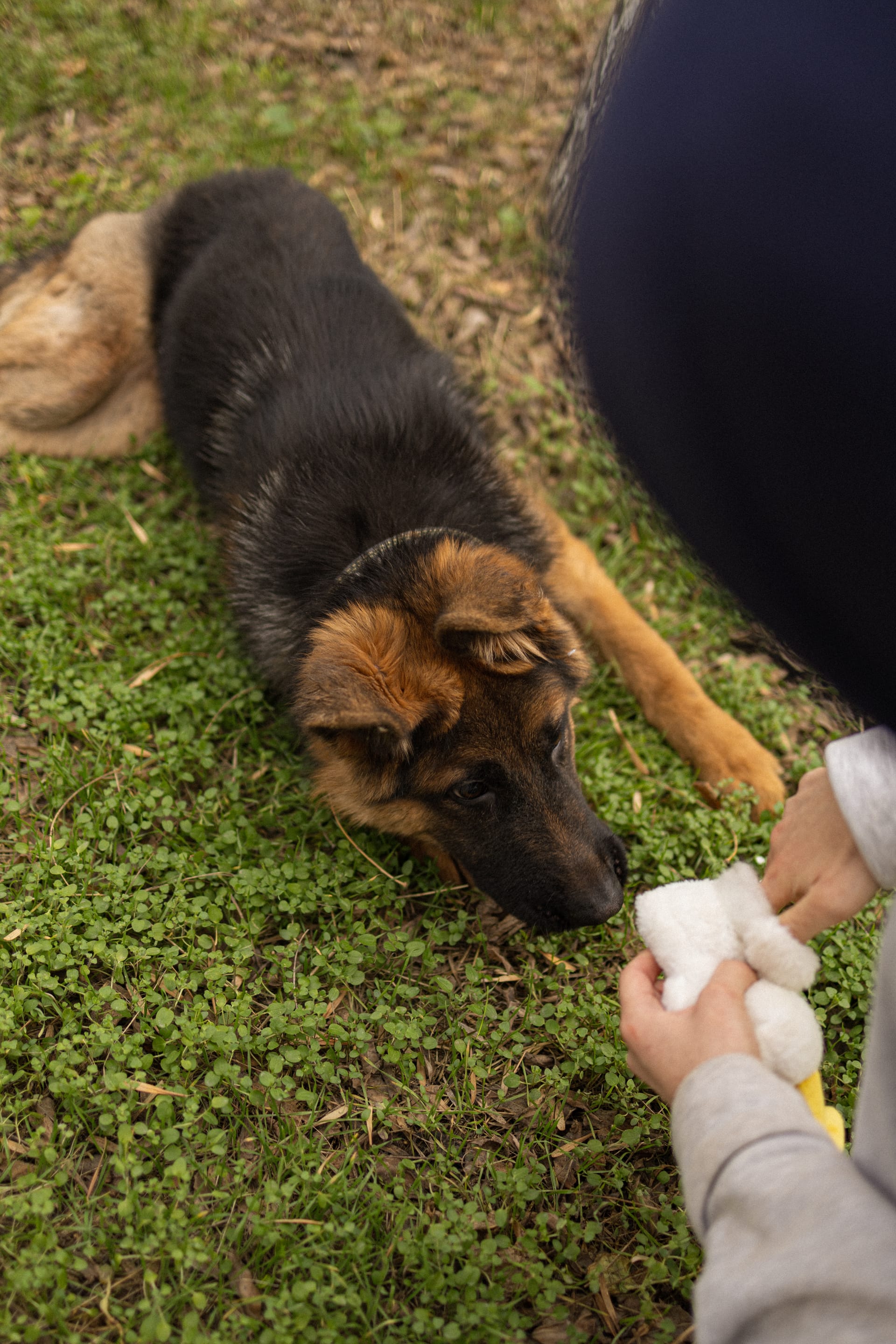 Pet Joy — 19