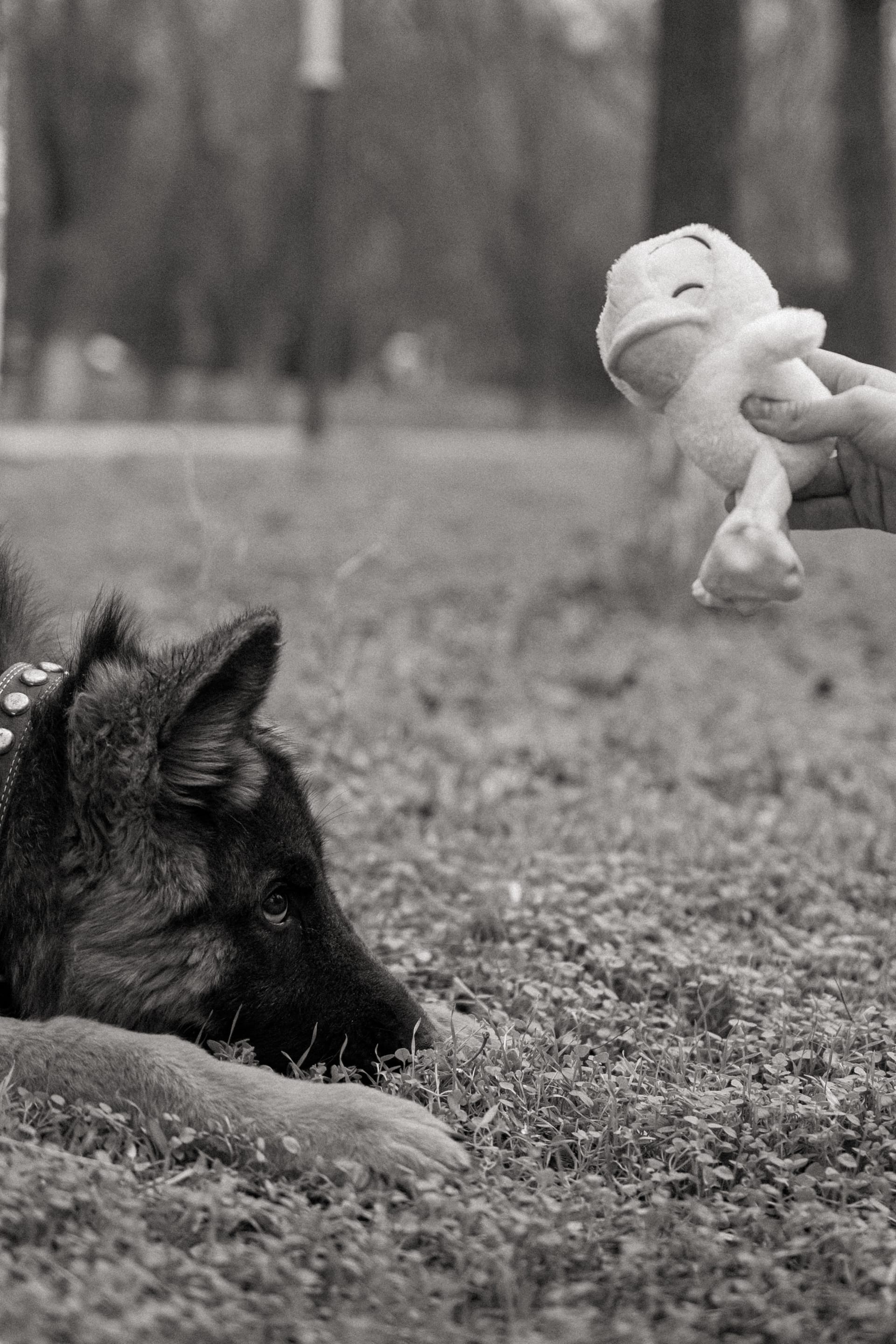 Pet Joy — 20
