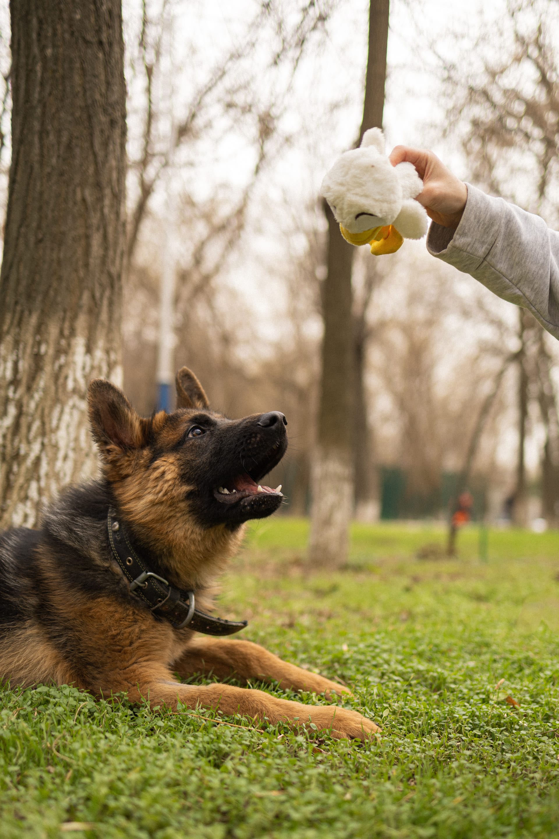 Pet Joy — 21