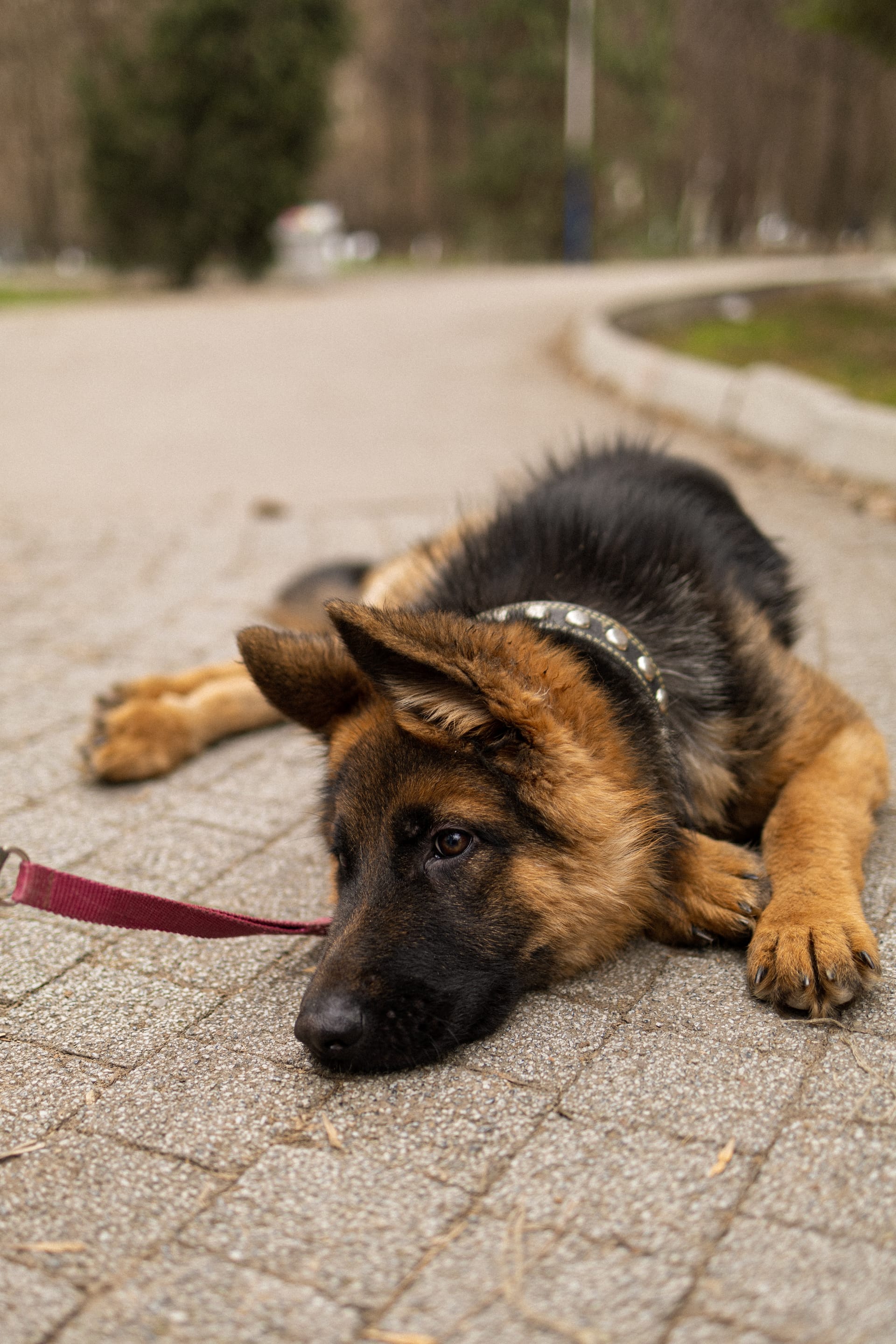 Pet Joy — 37