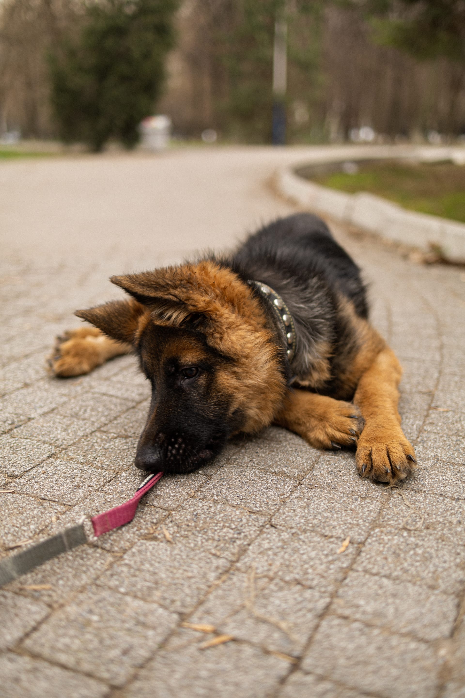 Pet Joy — 38