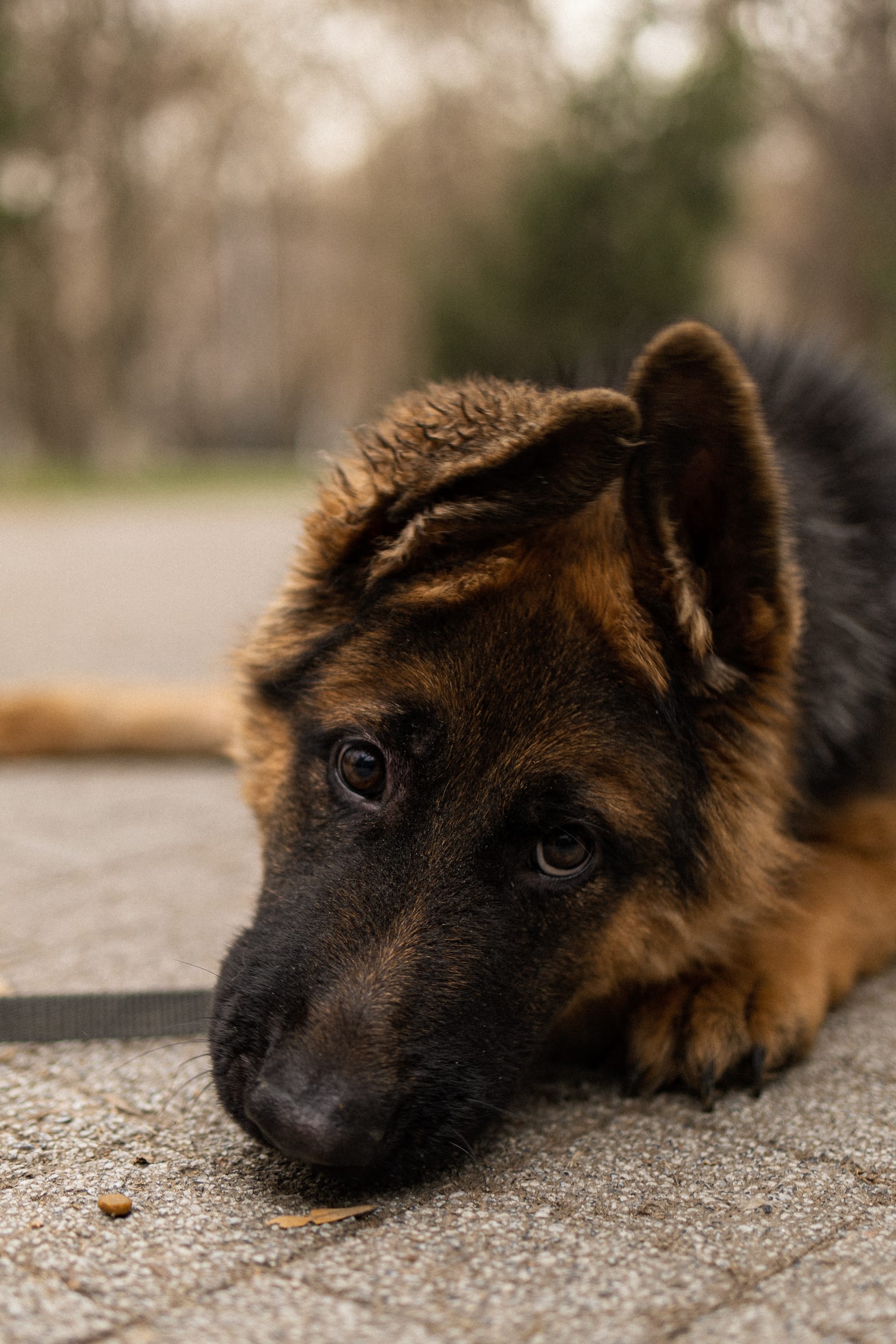 Pet Joy — 39