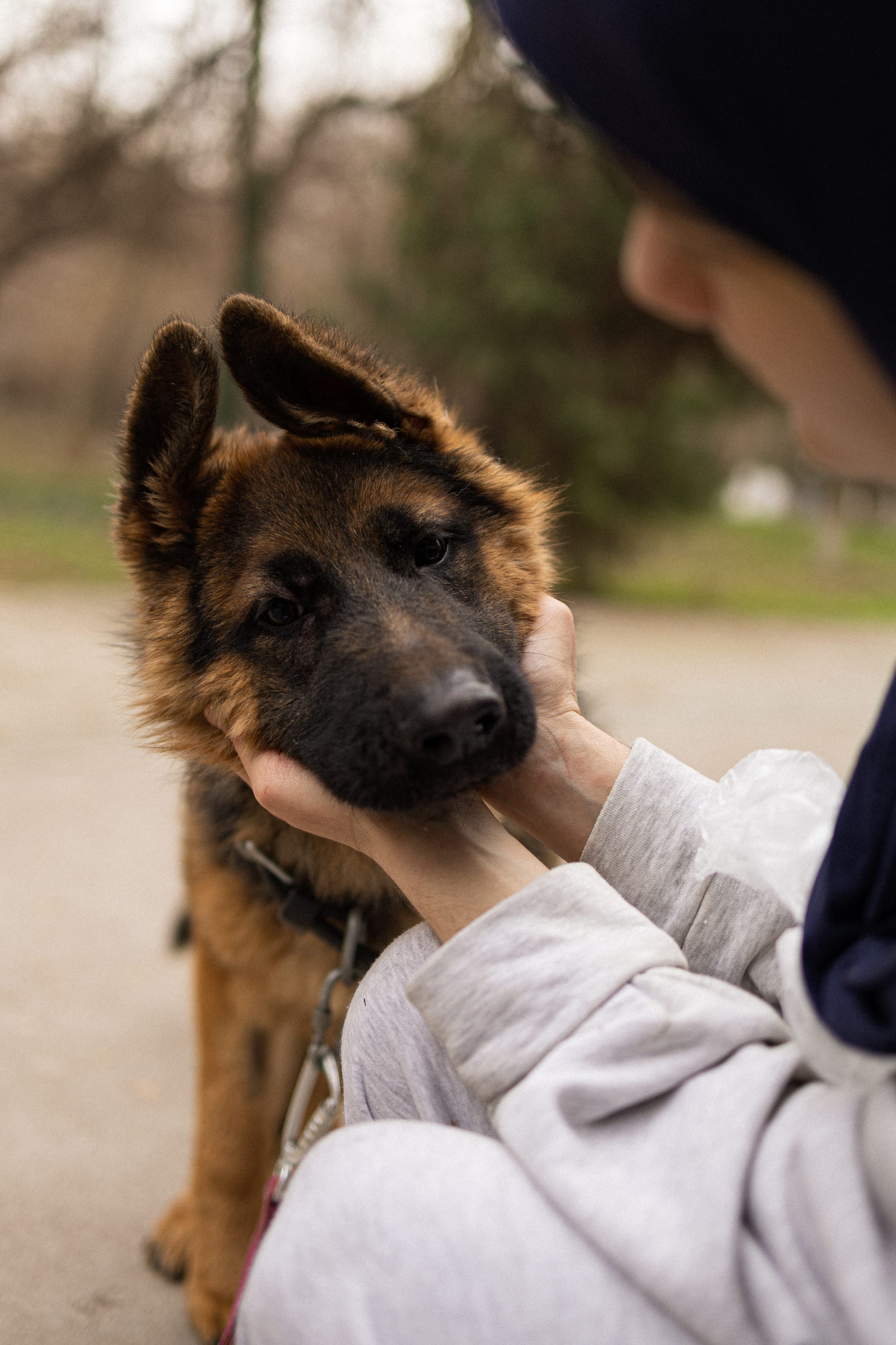 Pet Joy — 45