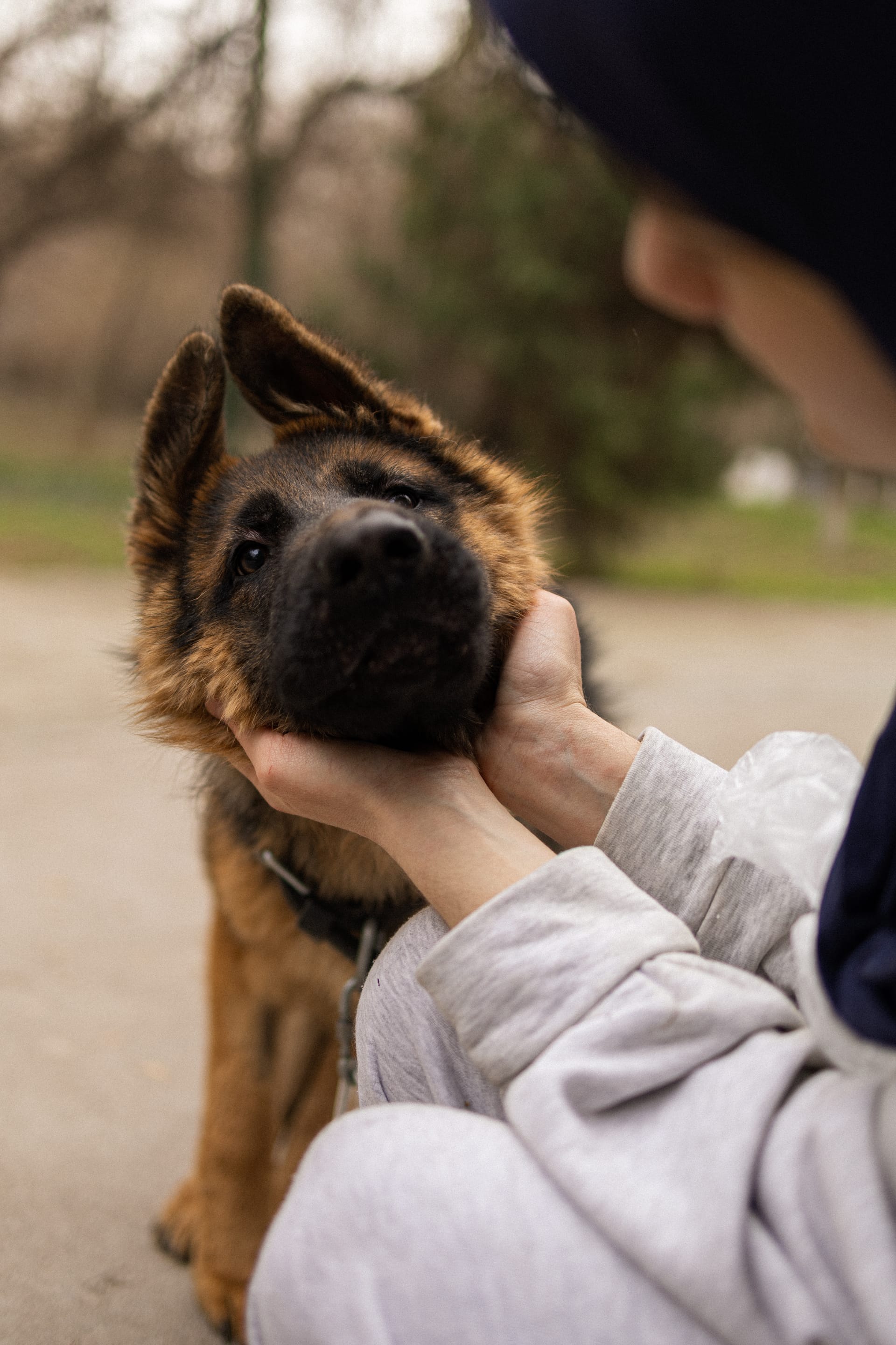 Pet Joy — 46