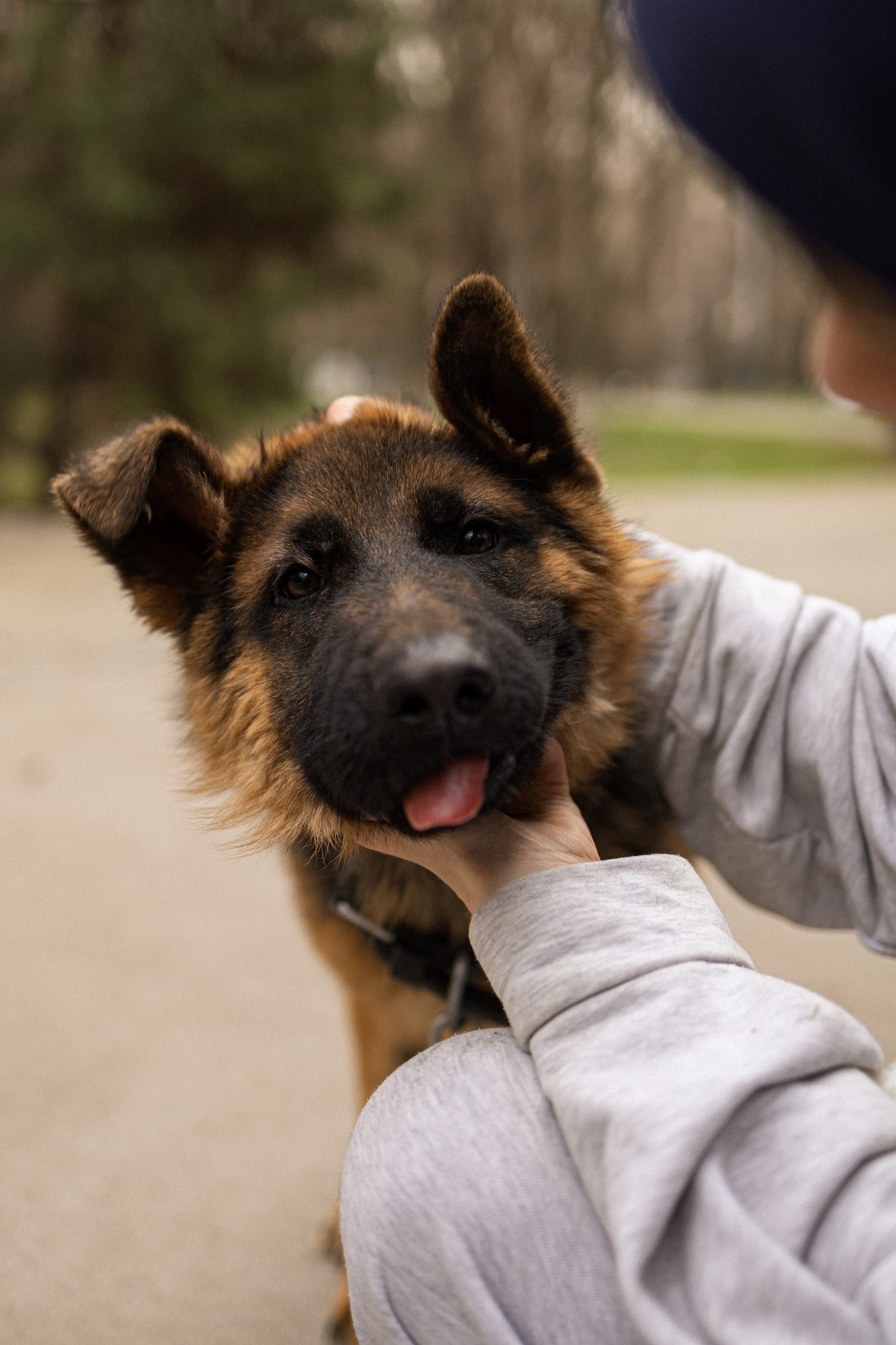 Pet Joy — 47
