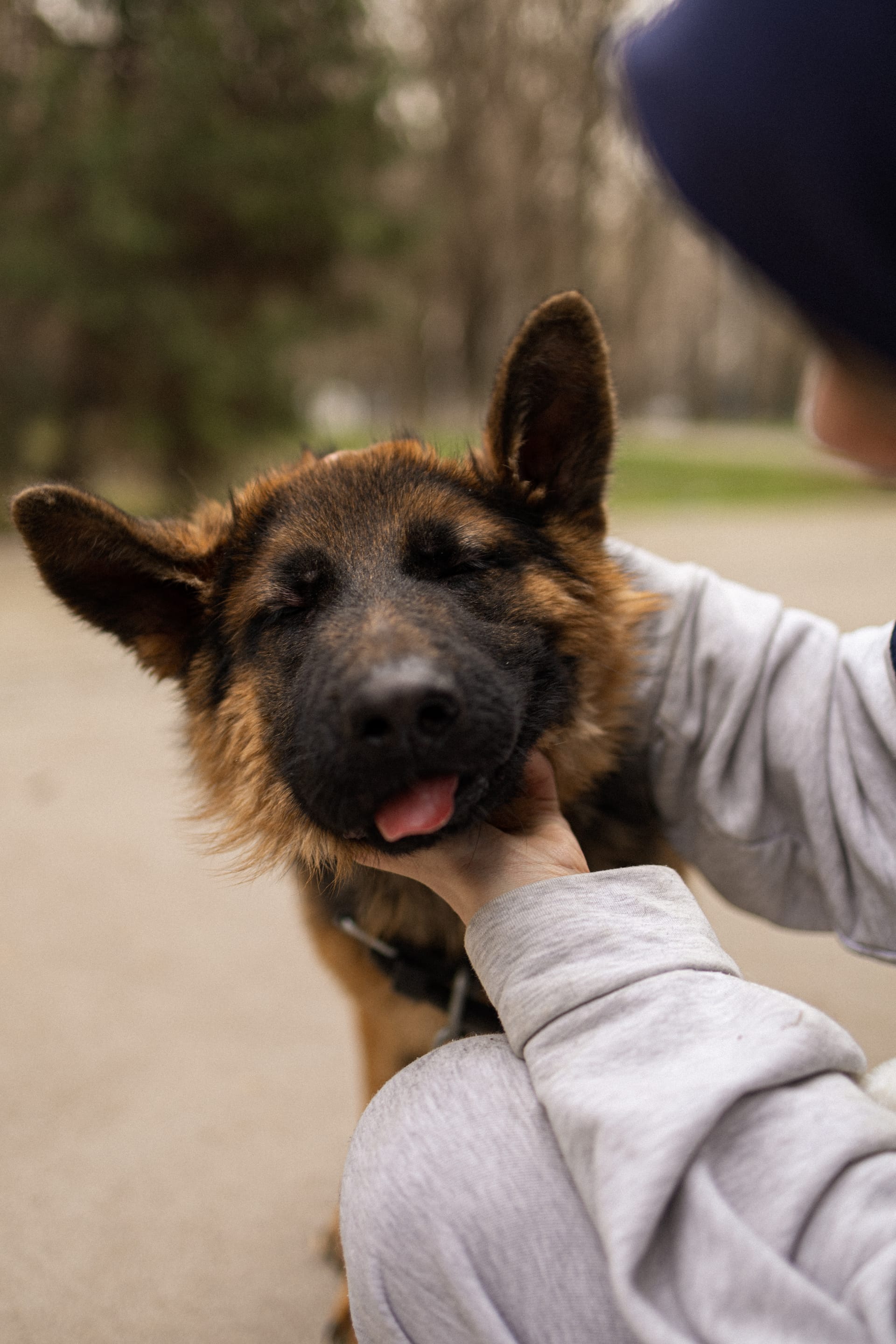 Pet Joy — 48