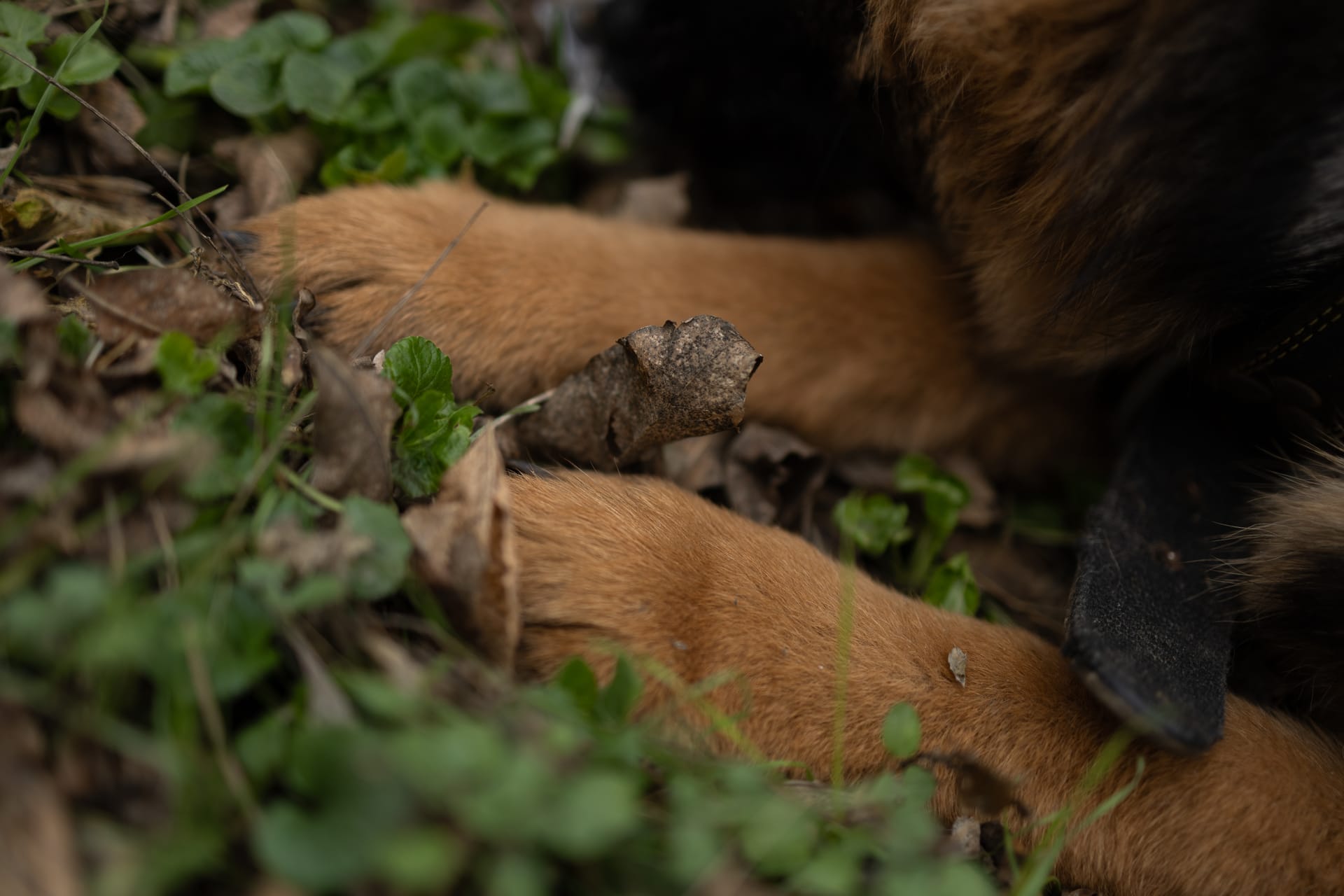 Pet Joy — 51
