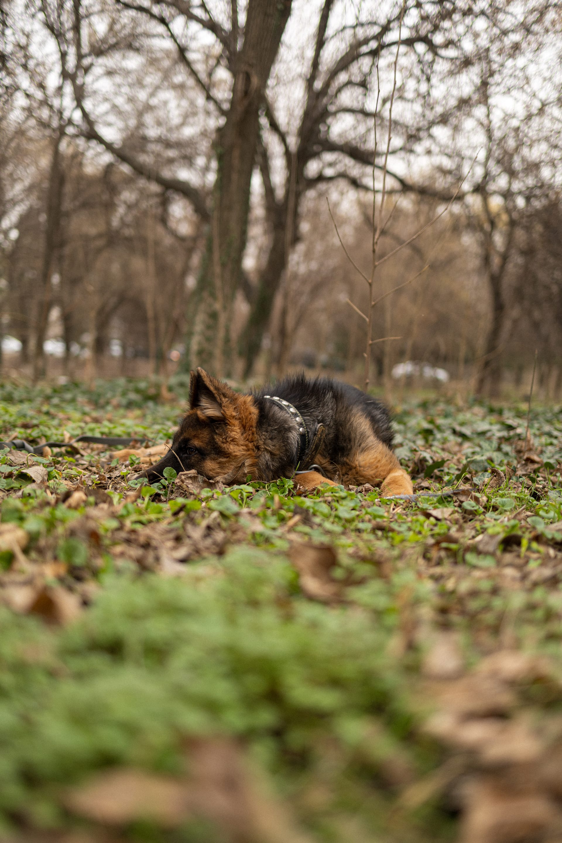 Pet Joy — 52